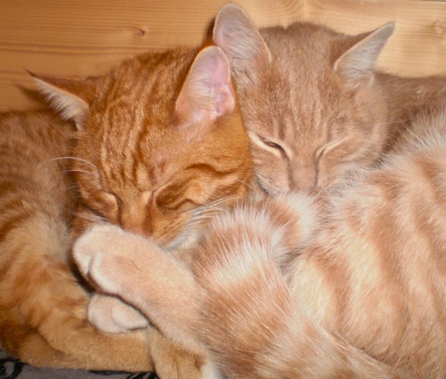 cats, togetherness, connection, love cats, kitty cuddles, touch, touching, stroking fur, loving, loneliness, no more loneliness, banish loneliness, full of life